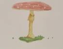 deko   